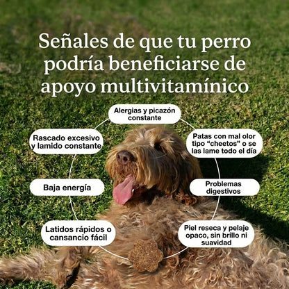 Longevidad DM-01™ Multivitamínico 5-en-1 Para perros que necesitan más años de vida saludable | Mejoras visibles en 3 semanas